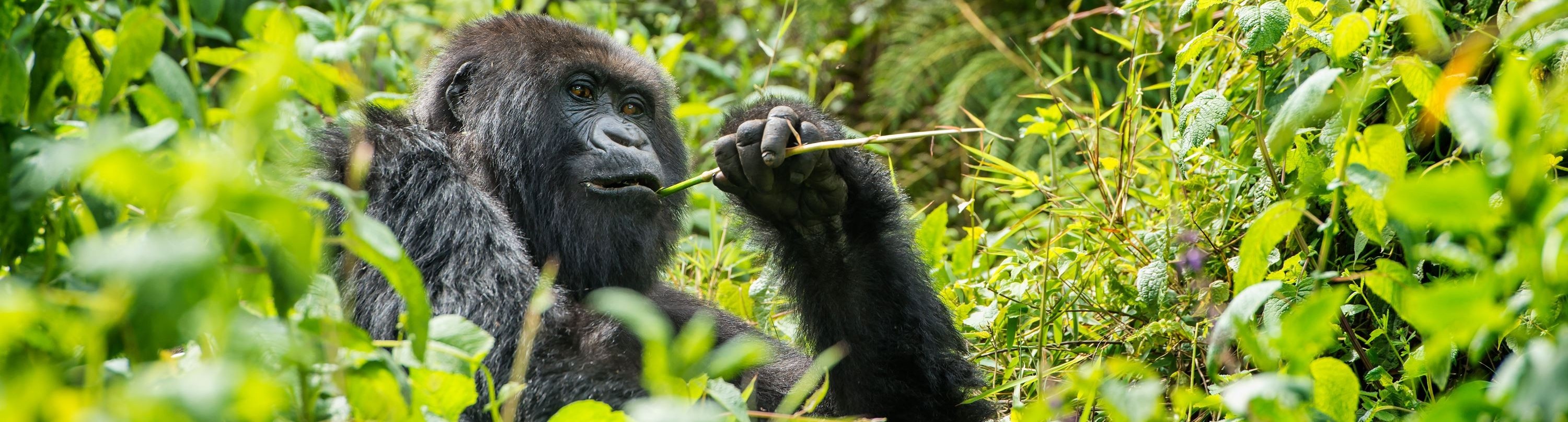 African Safari Landscape